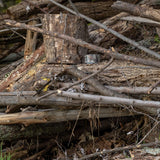 Duck Brand 1409574 Color Printed Duct Tape, Realtree Camouflage, 1.88" x 10 Yards, Single Roll